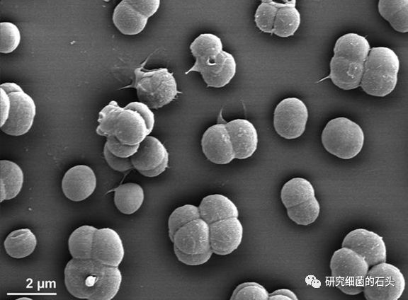 八叠球菌显微镜图图片