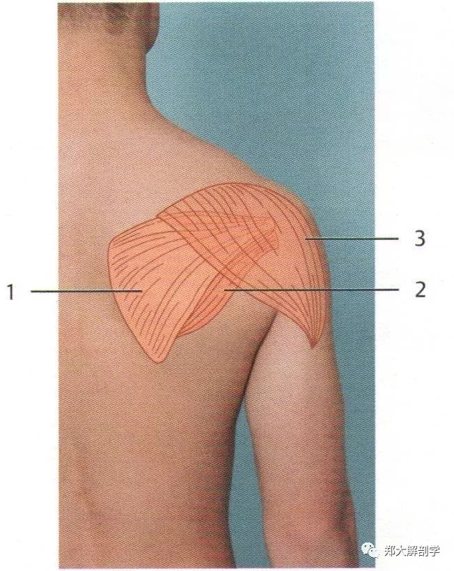 肩胛带肌肉萎缩图片