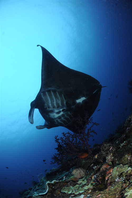 宝齐莱推出全新柏拉维深潜腕表黑魔鬼鱼特别款