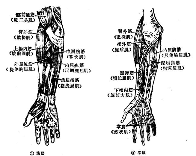 桡侧腕短伸肌),伸指筋(指总伸肌,小指固有肌)和内伸腕筋(尺侧腕伸肌)