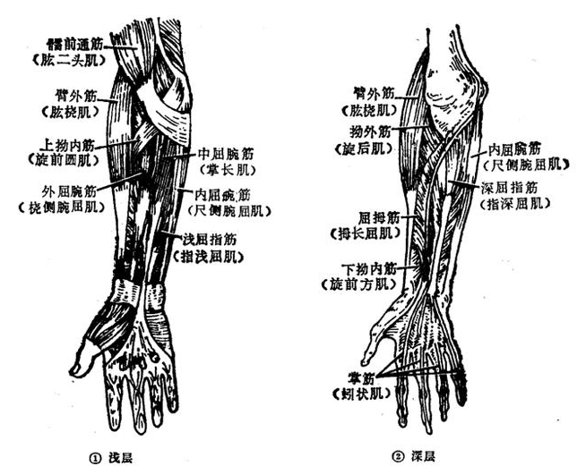 筋柔才能骨正要正骨先揉筋那么人体的筋肉你知道多少呢