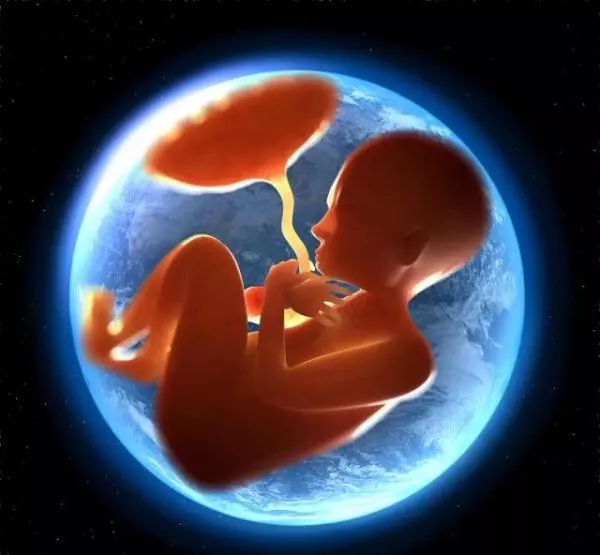 胎儿6个月在腹中图片图片
