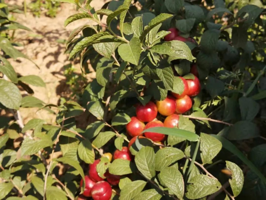 口镇下毛家圈村小小钙果开启种植户致富路
