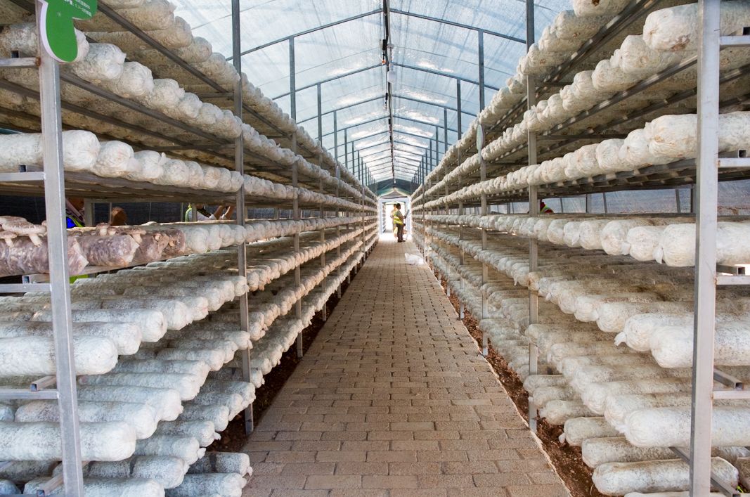 粤旺食用菌产业园用"劲"助推易迁群众脱贫致富_大棚