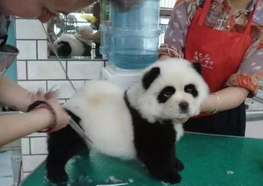 给宠物狗染色,把博美染成浣熊把松狮染成熊猫,还把金毛染成老虎
