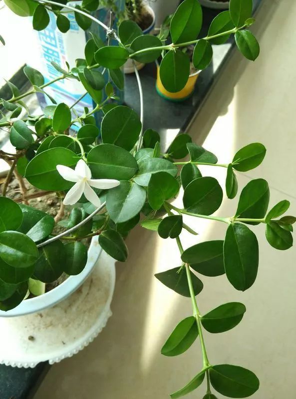 每日一花 | 铁茉莉:夏季开放,可制作盆景