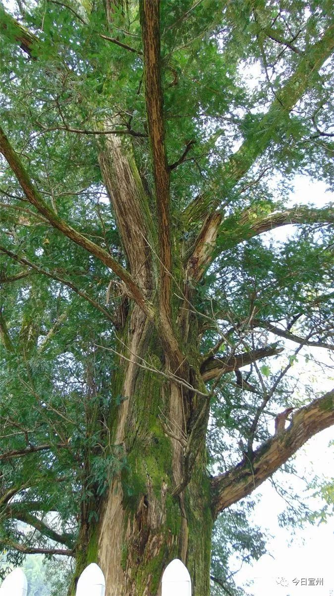 宣州区竟有26棵一级古树!最高树龄1200年