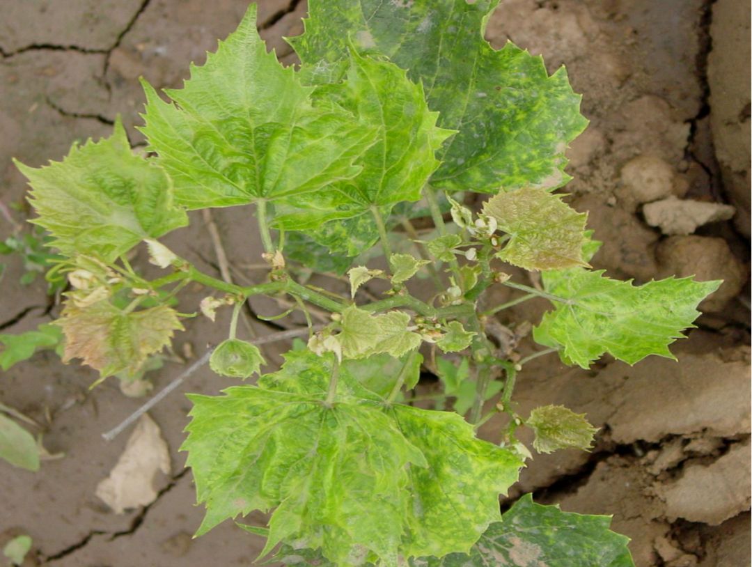 葡萄病毒病种类及防控措施