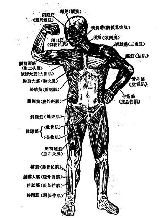 身体筋分解图图片