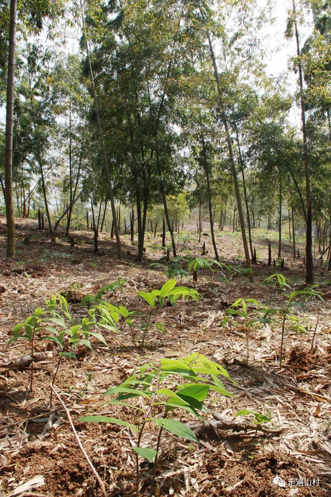 刚挖的黄精自古以来,黄精与人参,灵芝,茯神同列为中医的四大仙药,被称