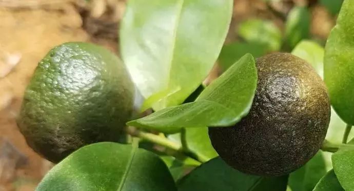 出现黑皮果了再不防治锈壁虱就晚了