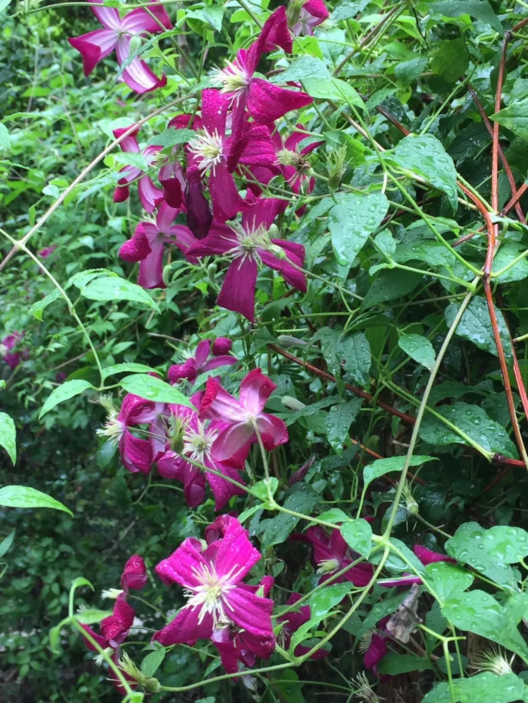 盛夏裡開花的鐵線蓮夏日小清新