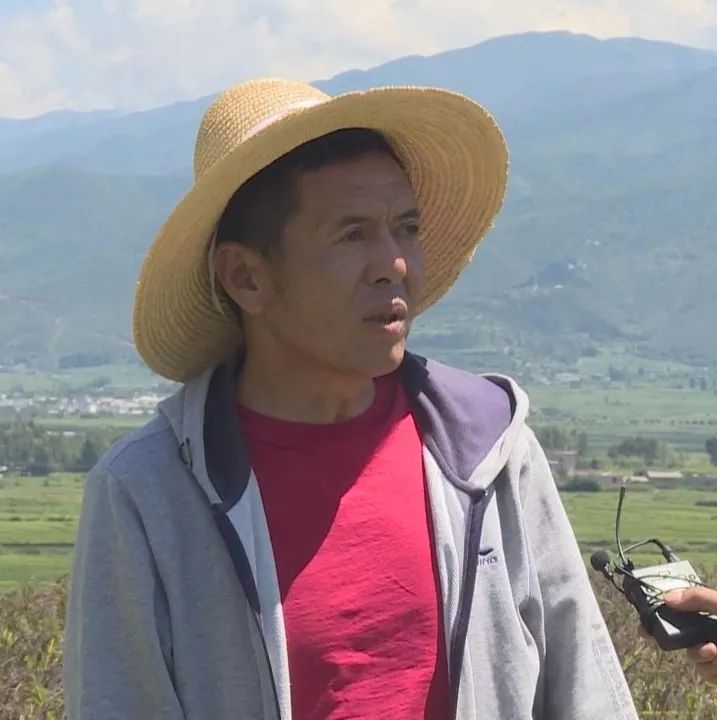 洱源县凤羽镇起凤村党总支书记 李灿光:今年长势也非常好,我们大力
