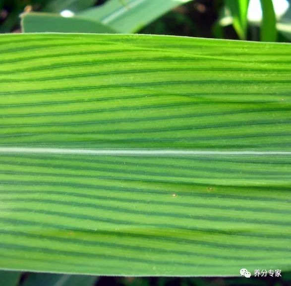 玉米的叶脉图及说明图片