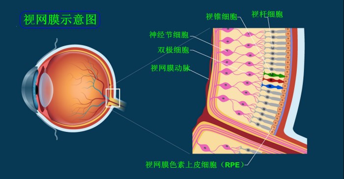 视网膜分层oct结构图片图片