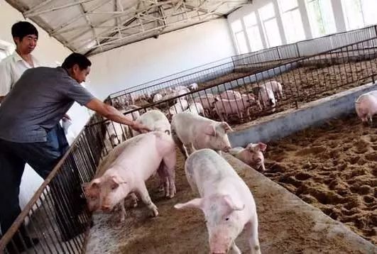 农村解除禁养生猪?农民能建过去式猪圈吗,对环保有什么要求吗?