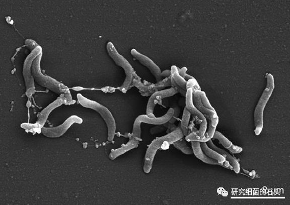 收藏56张图片带您认识细菌长啥样