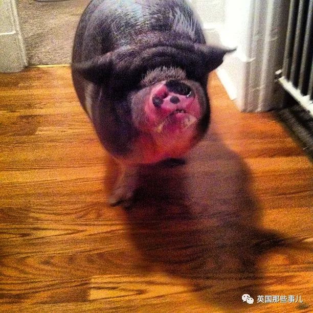 世界上才没有迷你猪最终都会变成二师兄