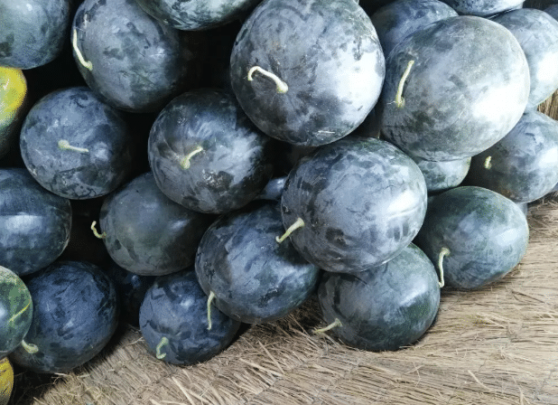 曾经火爆的黑皮西瓜如今市面上却看不到