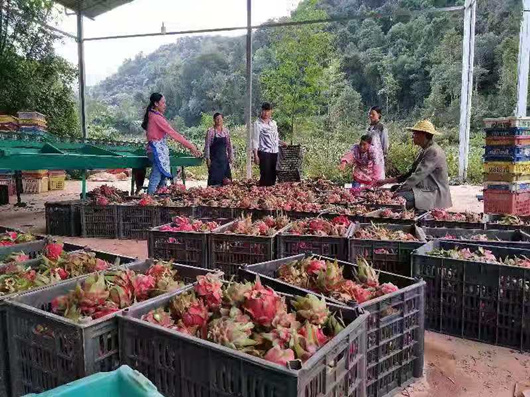 云南省普洱市江城县强化基层党组织引领,把发展合作社作为推动产业