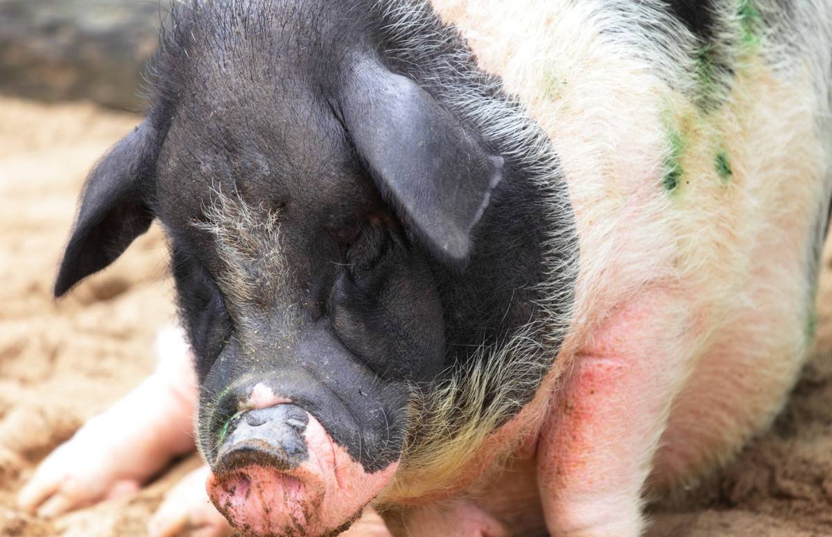 僵猪▏如何减少僵猪在猪群里的增殖以及对僵猪的处理办法!