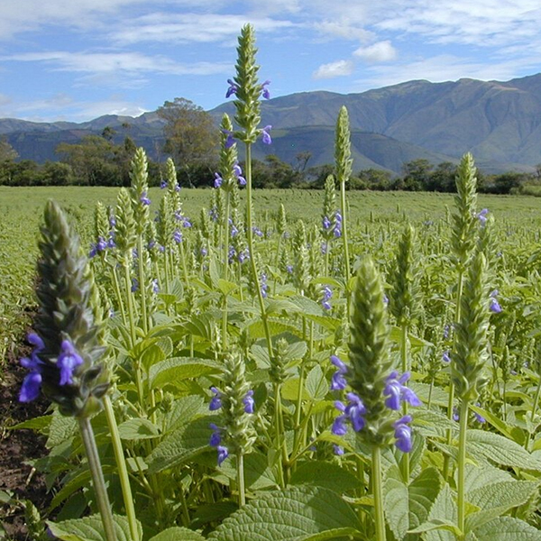 较真奇亚籽是否像网传的那样能减肥来看看国外研究怎么说