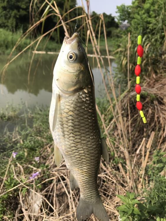 长竿短线钓草鱼——七星漂