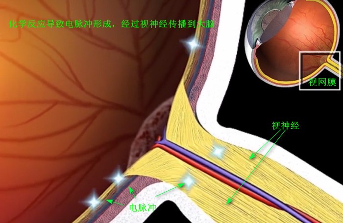 的形成,最终触发神经冲动,通过视神经纤维发送到大脑的各个视觉中心