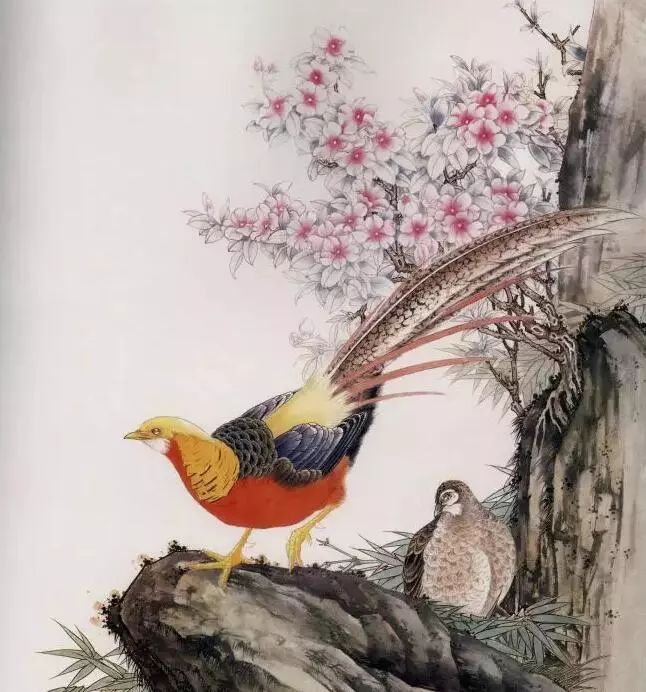 图文教程工笔雉鸡锦鸡画法步骤解析