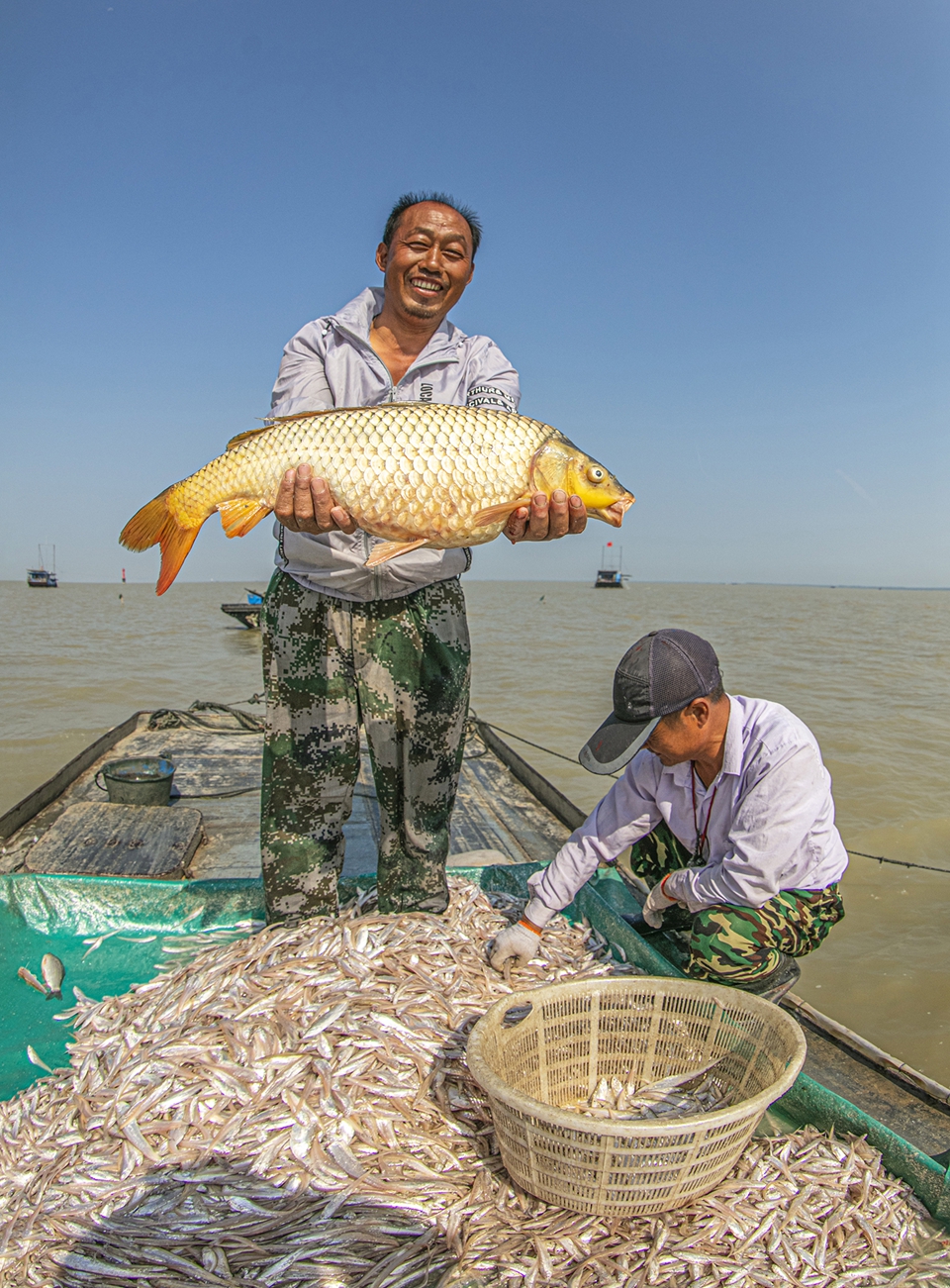 江苏泗洪大湖鱼丰收 每天能捕捞2000斤以上毛刀鱼