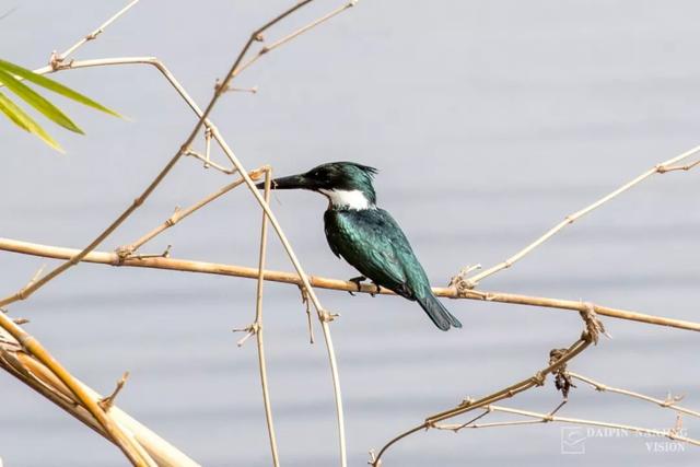 capped heron藍嘴黑頂鷺black skimmer黑剪嘴鷗turquoise-fronted