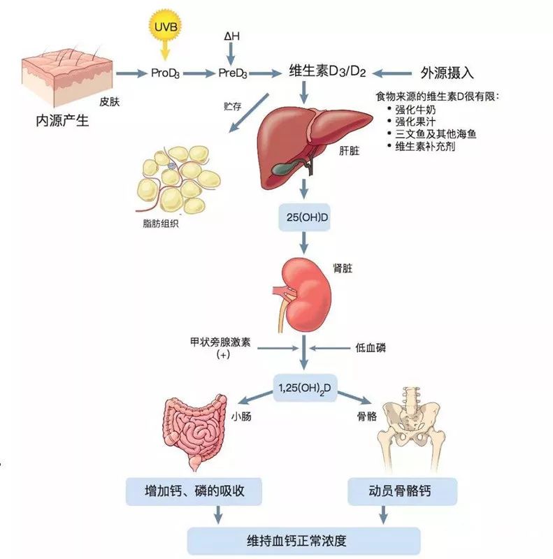 维生素d你的宝宝补充对了吗?