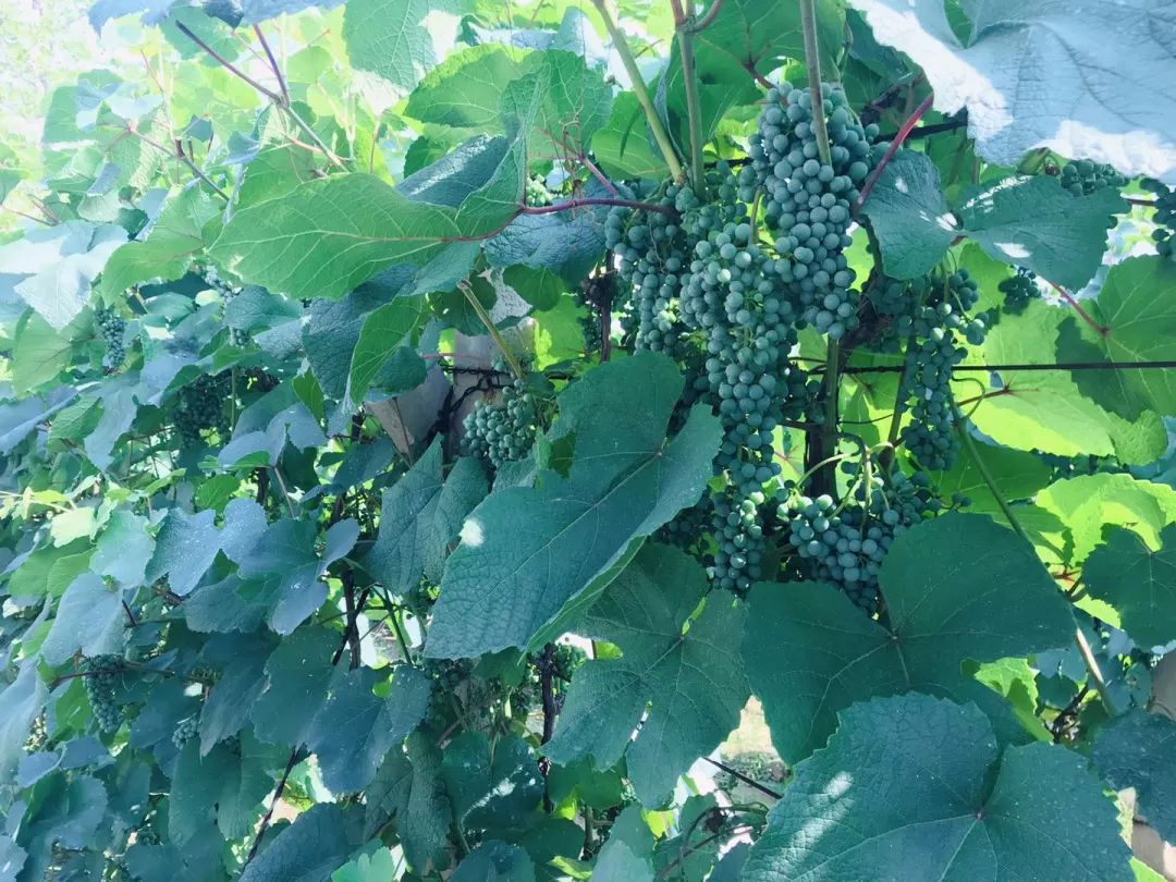 绿色水厂这里藏了个生态植物园