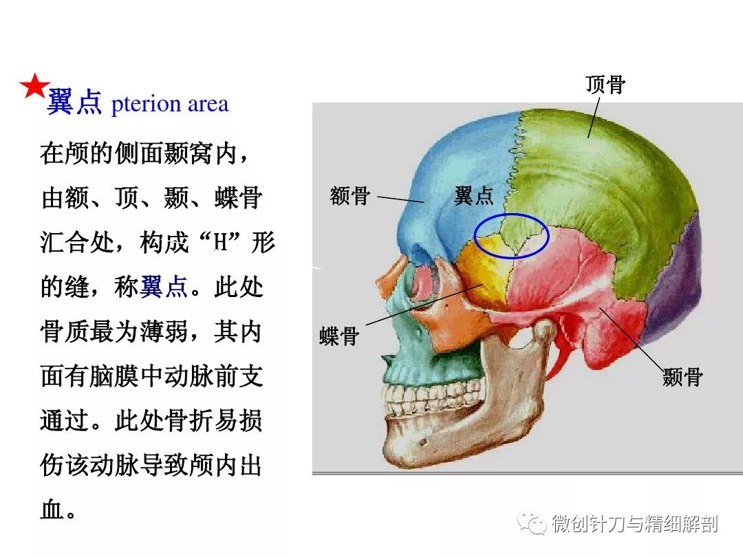 人体解剖学