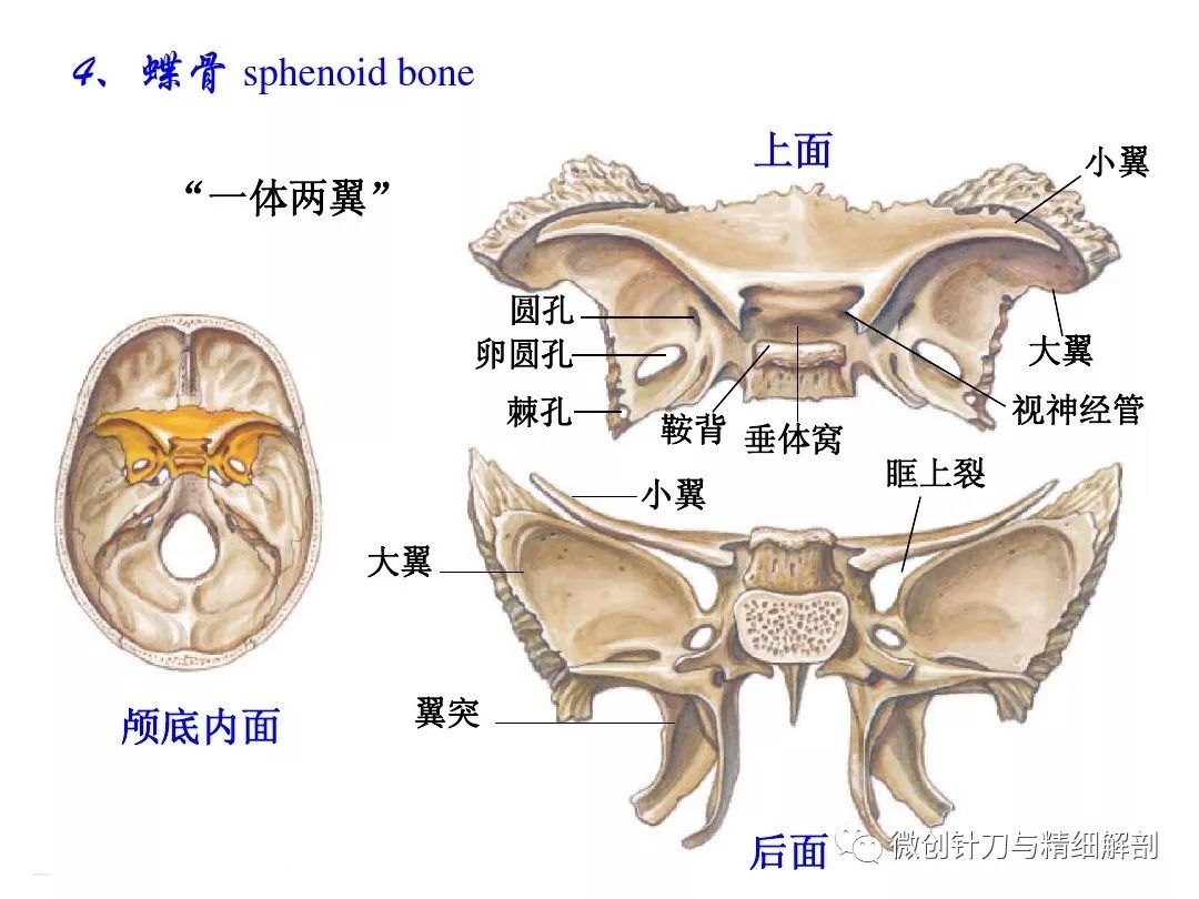 颅骨层次解剖图图片