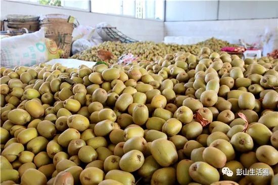 彭山:猕猴桃变成了致富"金果果"