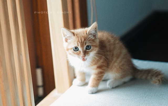 飘逸作品清雅少女乖乖猫