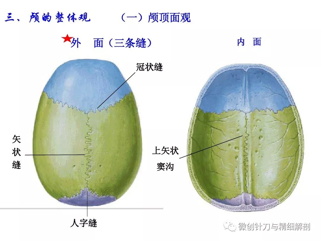 人体解剖学