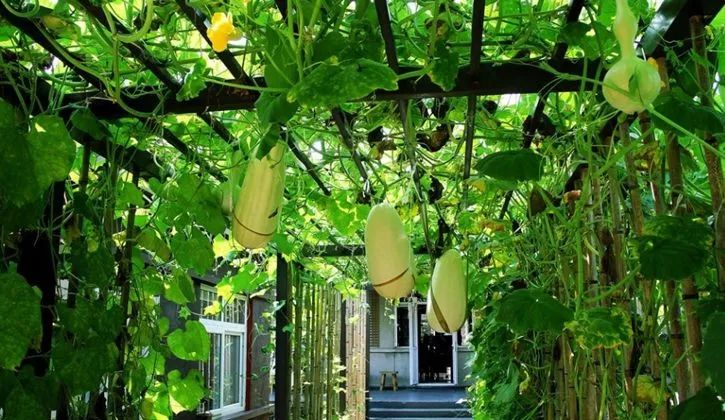 朴实的农村小院才是接地气的疗愈场所