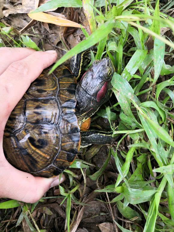 茂名一河道成龟河河边乌龟乱爬钓友钓起来好几只