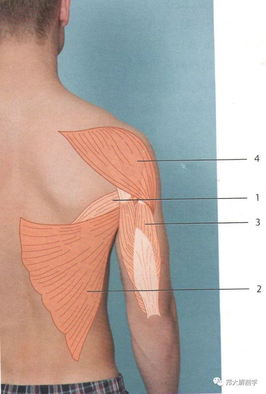 肩胛带肌肉萎缩图片