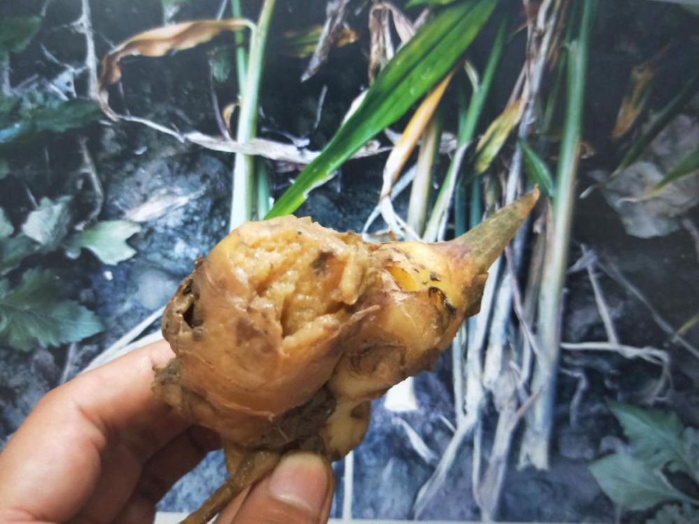 在播种前,对姜块进行药剂处理,可以使用多菌灵 中生菌素进行拌种蠢眄