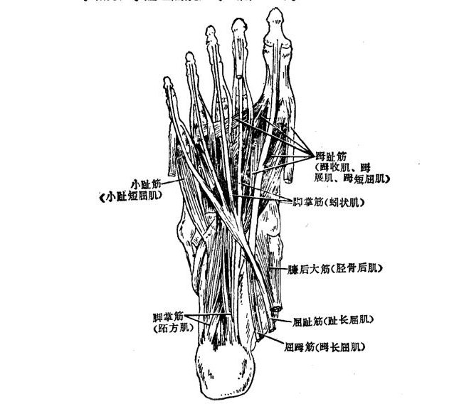 趾短伸肌,足底有趾筋(蹬展肌,短屈肌,躑收肌,脚掌筋〔跖方肌,蚓状肌