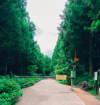 拿着国际驾照去韩国济州岛-思连伊林荫道