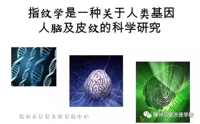 15天赋智能皮纹检测:帮助父母了解孩子的天性与先天多元智能,帮助
