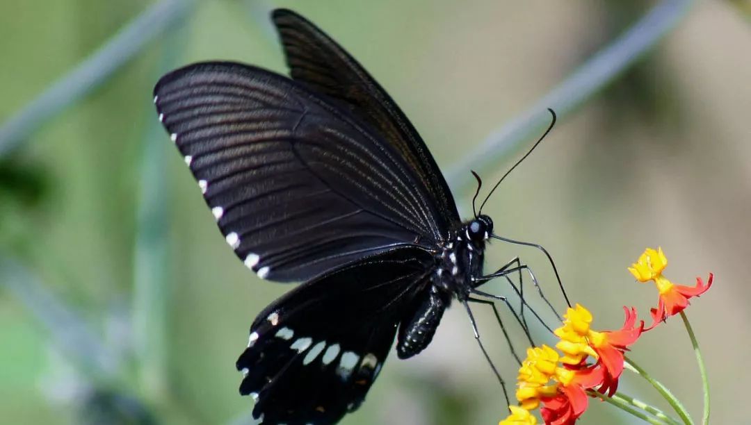 穿花蛱蝶深深见,点水蜻蜓款款飞的时节,昆虫们或轻松漫步,或热气欢聚