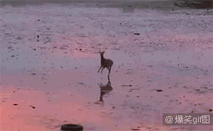 小鹿鹿跳的GIF图图片