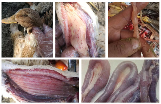 鸭瘟怎么治怎么防带你揭开鸭瘟的神秘面纱