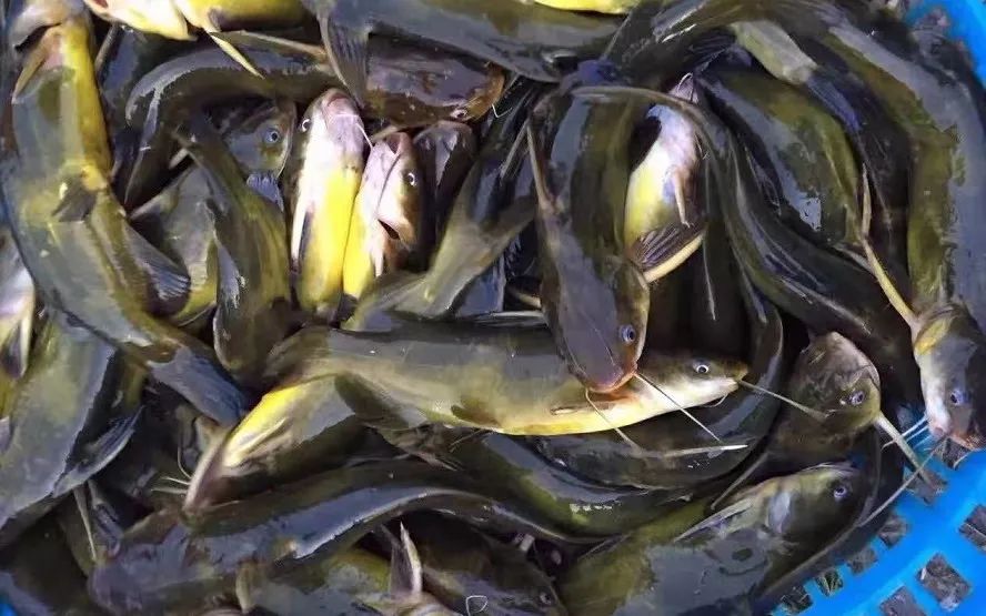 目前黄颡鱼大鱼奇缺这条鱼边卖边涨预计下个月还会继续上涨你准备啥