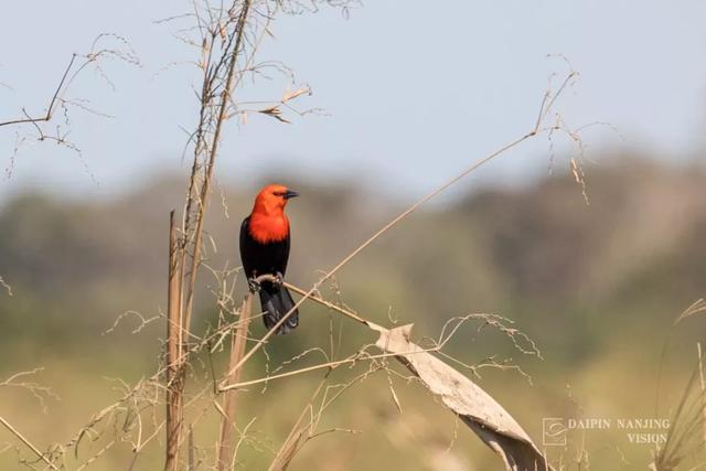 原创自然极客vol22鸟瞰巴西潘塔纳尔北部篇